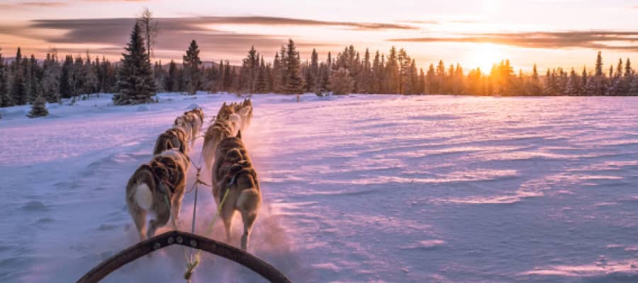 Learn about the popular sport of dog sledding in Alta.